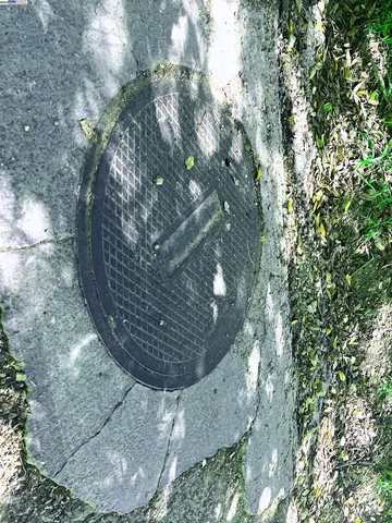 a close up of a plant in a garden