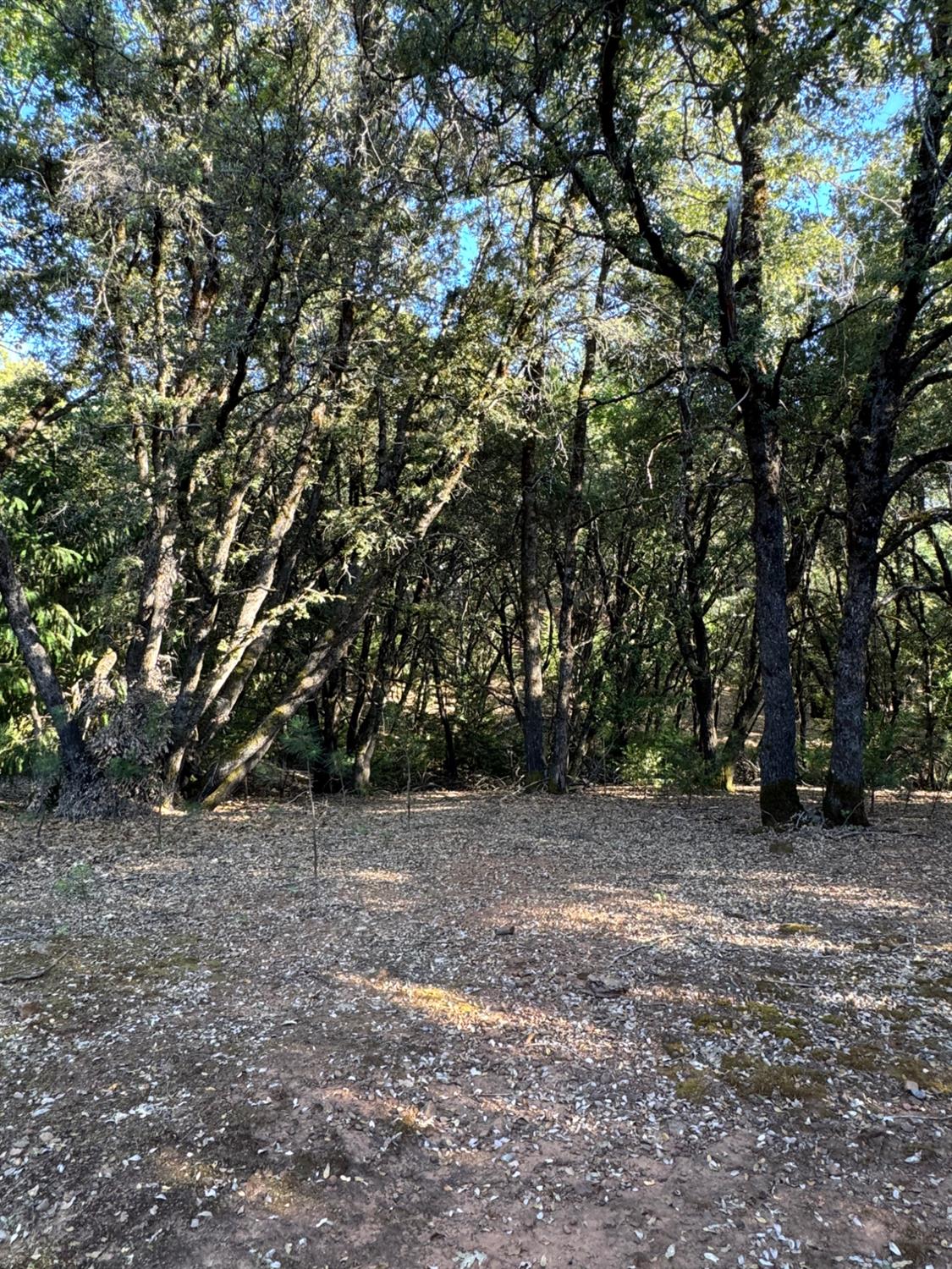 14577 Andrews Road Pine Grove, CA 95665 - Photo 18 of 37 a view of empty room with large trees