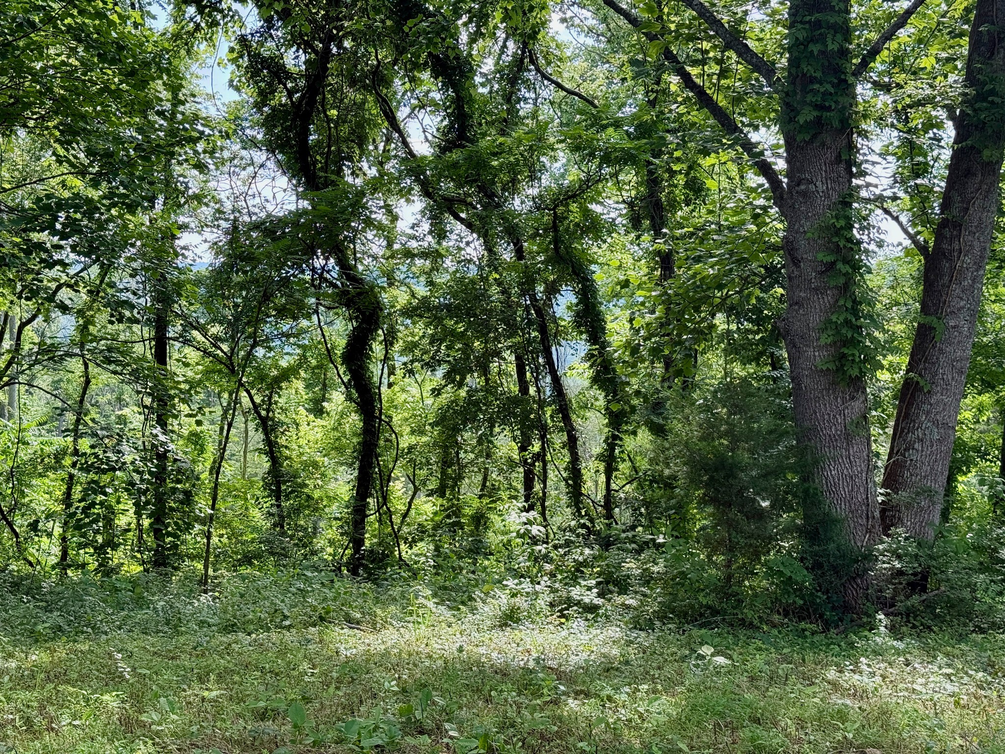 2663 Clear Fork Road Liberty, TN 37095 - Photo 60 of 100