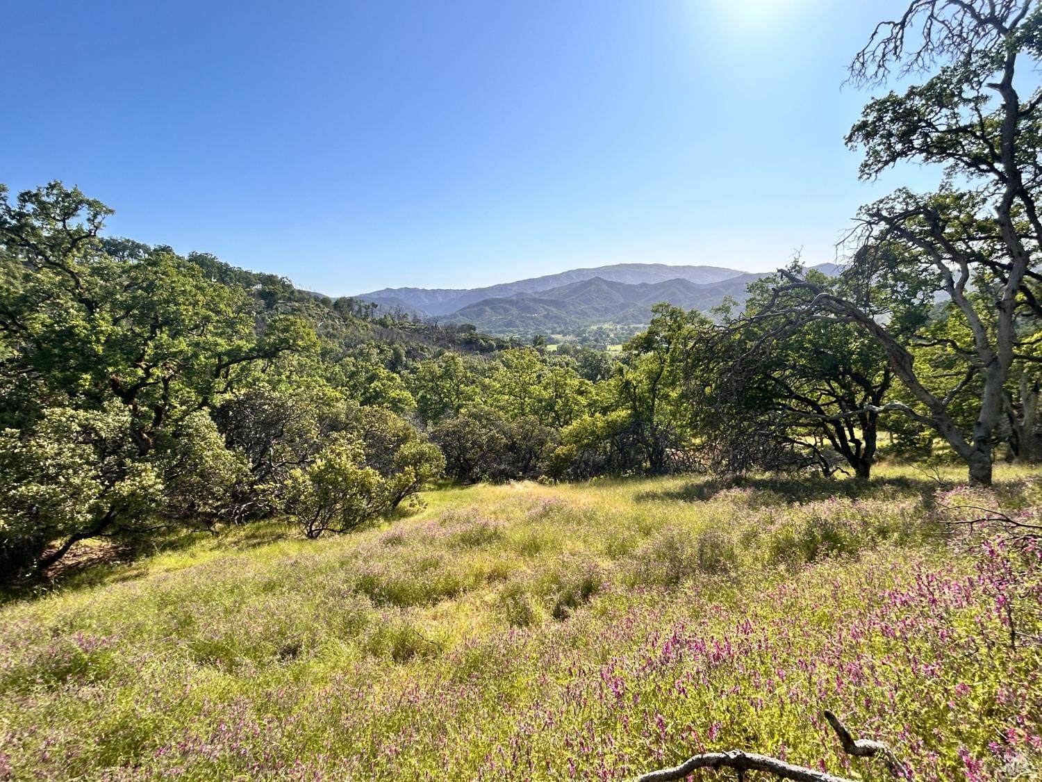 10504 Bachelor Valley Road Upper Lake, CA 95493 - Photo 11 of 37 a view of a yard with a tree
