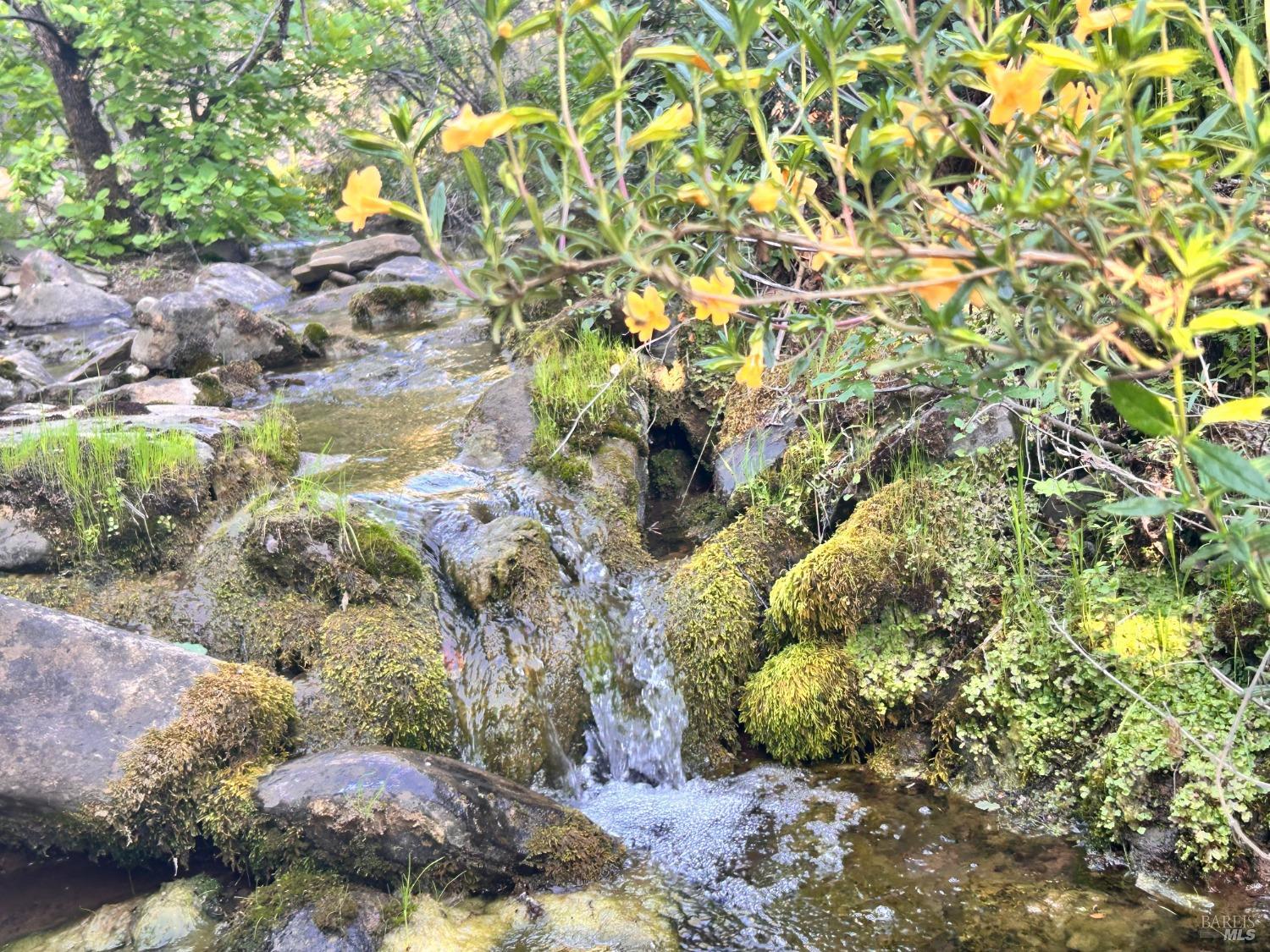 10504 Bachelor Valley Road Upper Lake, CA 95493 - Photo 15 of 37 a view of lake plants and large trees