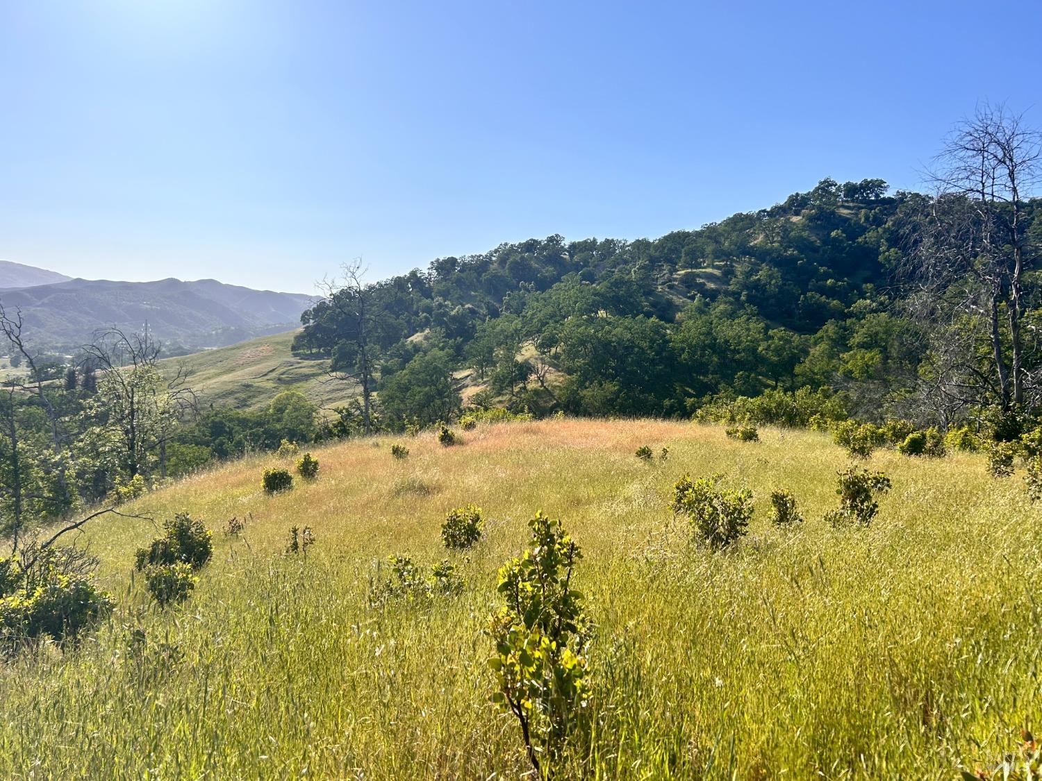 10504 Bachelor Valley Road Upper Lake, CA 95493 - Photo 22 of 37 a view of a yard with a tree