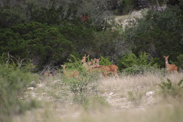 $1,999,000 | 45200 Rr 674, Brackettville, TX 78832