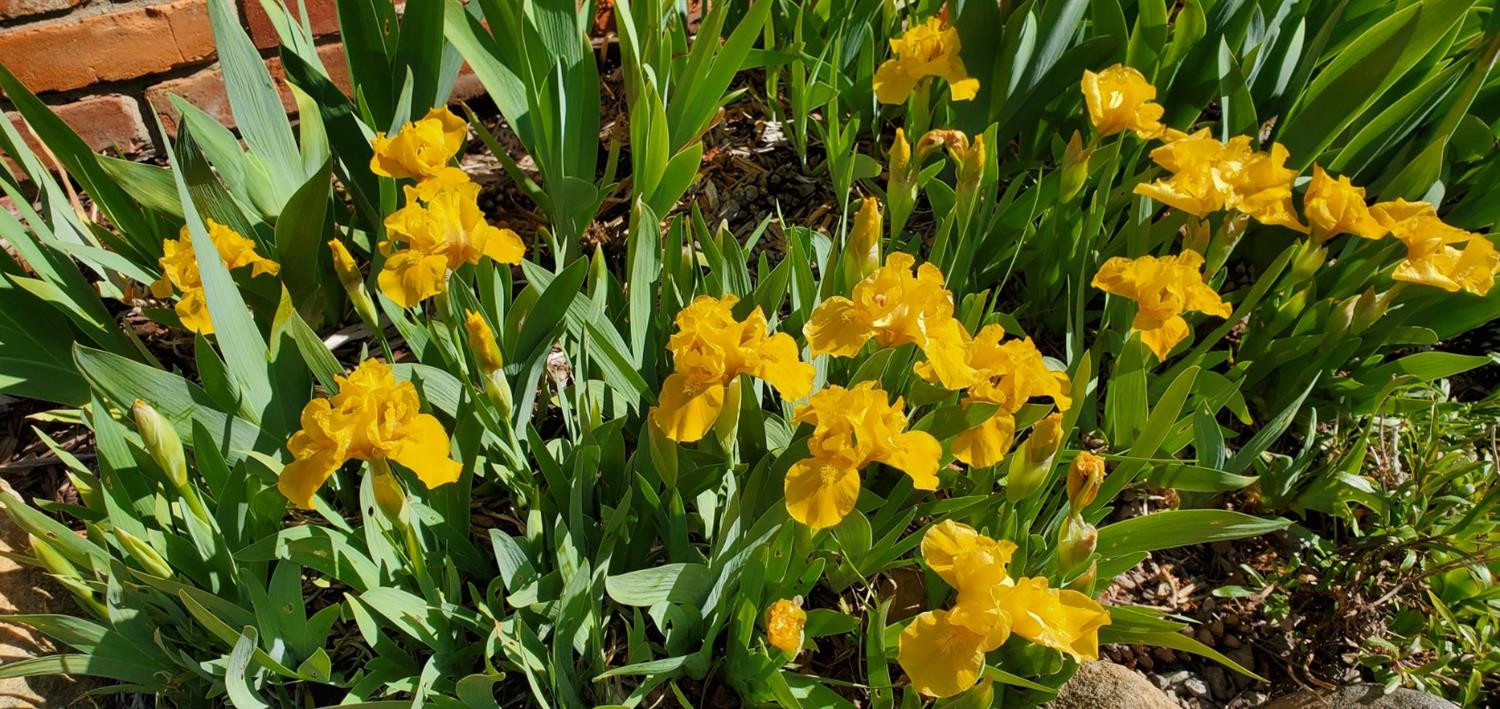 37211 Howard Road Farmington Hills, MI 48331 - Photo 77 of 83 Yellow Iris