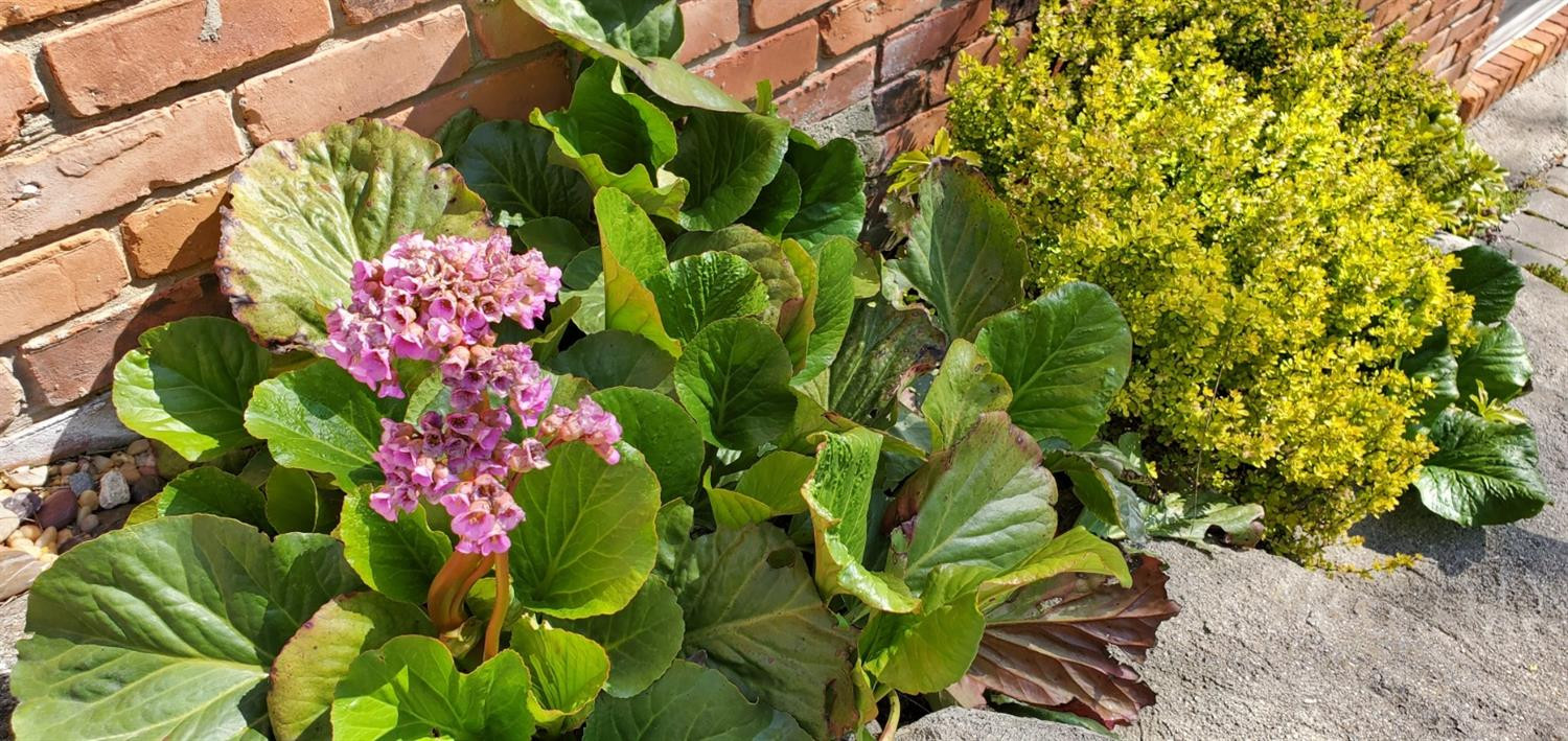 37211 Howard Road Farmington Hills, MI 48331 - Photo 78 of 83 Bergenia