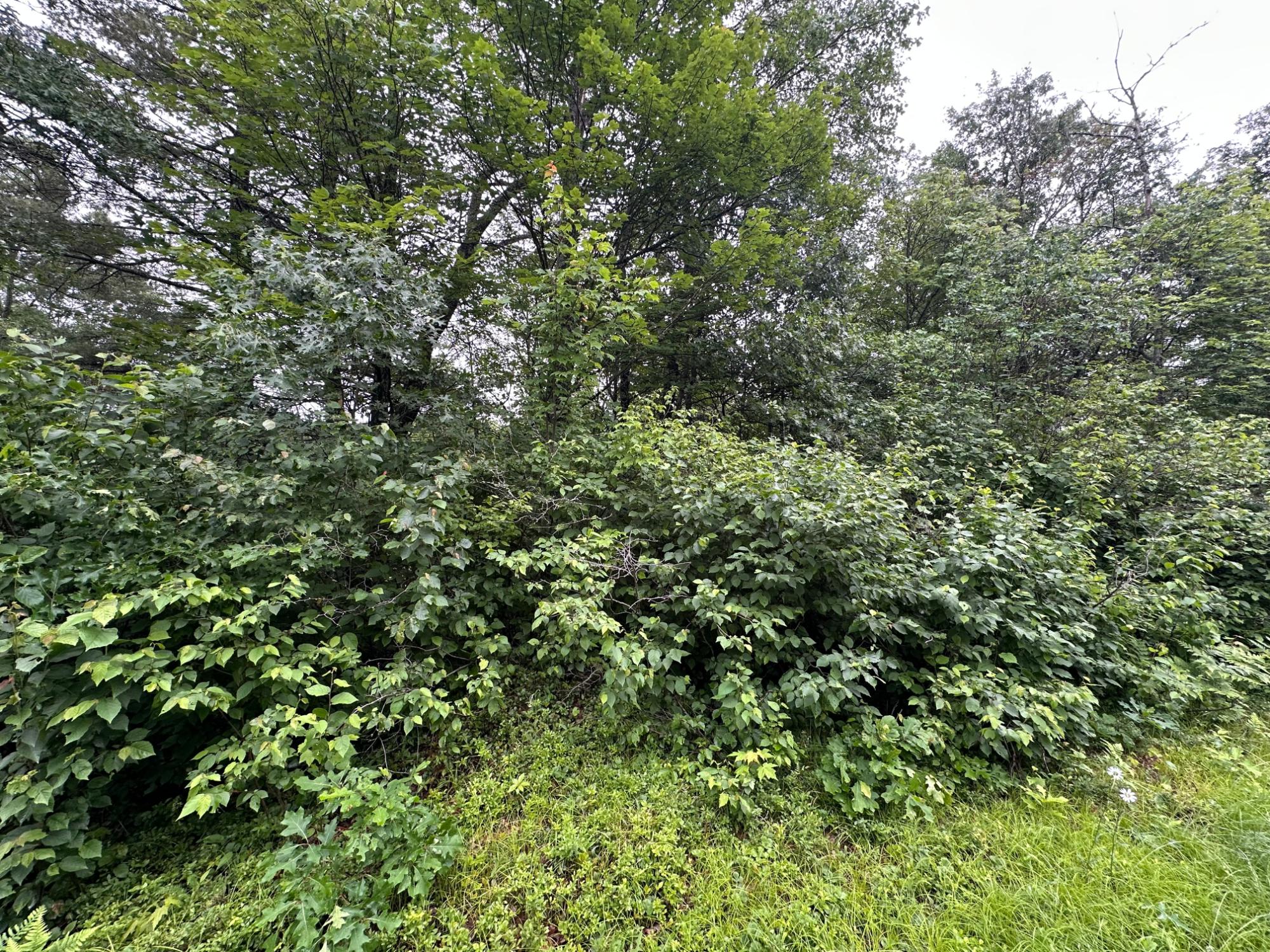 Lot 1 Dad's Lake Road Eagle River, WI 54521 - Photo 2 of 6 Gallery Image 2