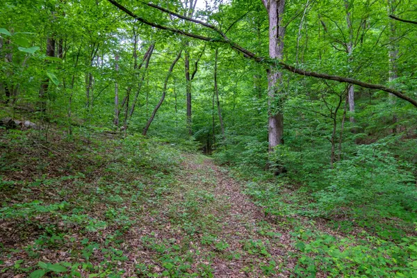 a view of a yard with large trees