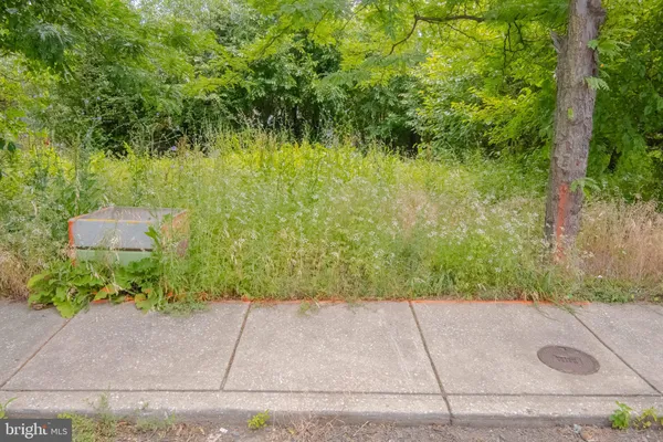 a view of a garden with plants