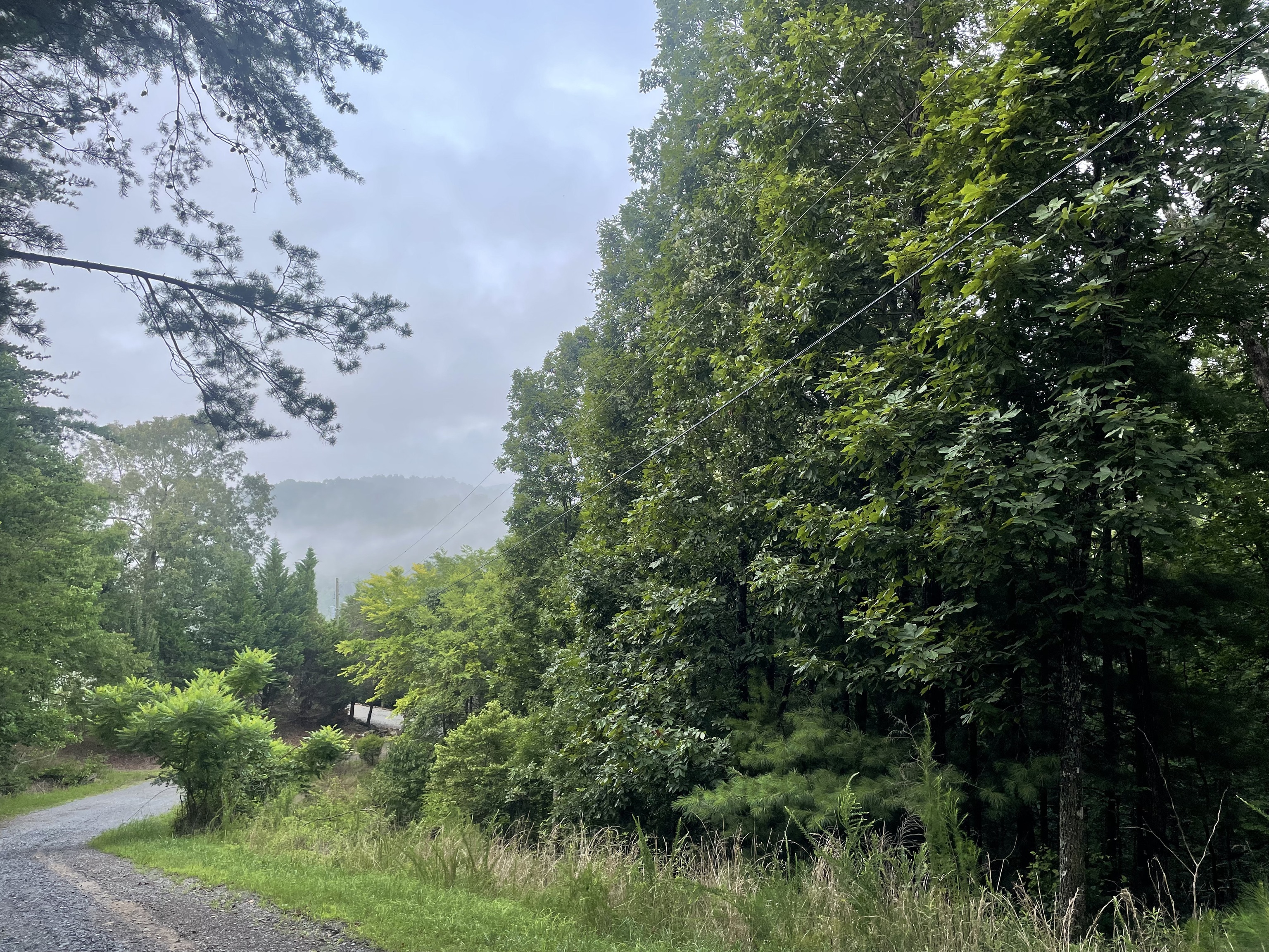 a view of a garden with a tree