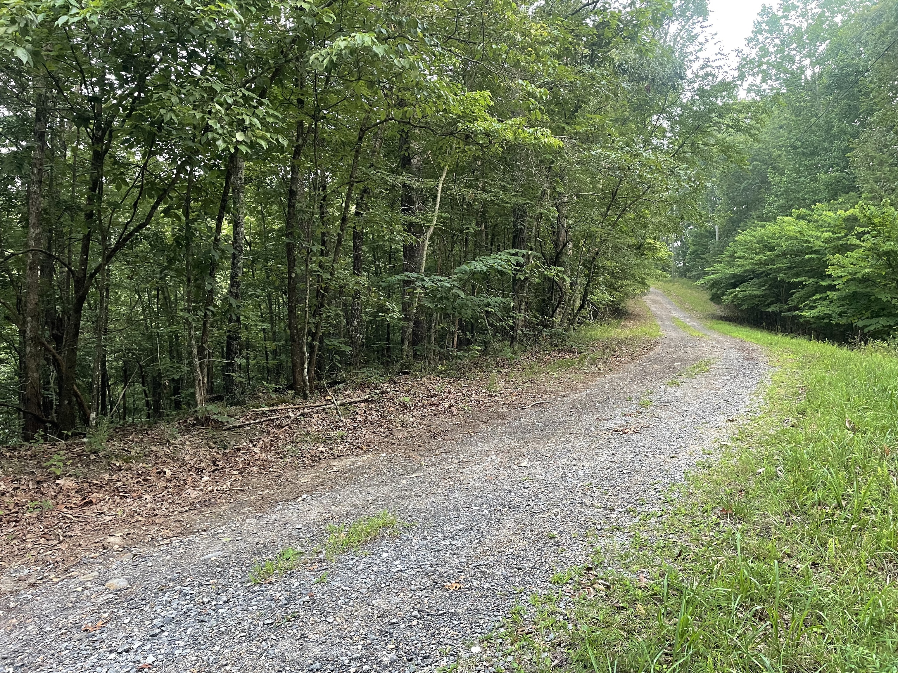 577 Galaxy Way Ranger, GA 30734 - Photo 2 of 12 a view of a forest with trees in the background