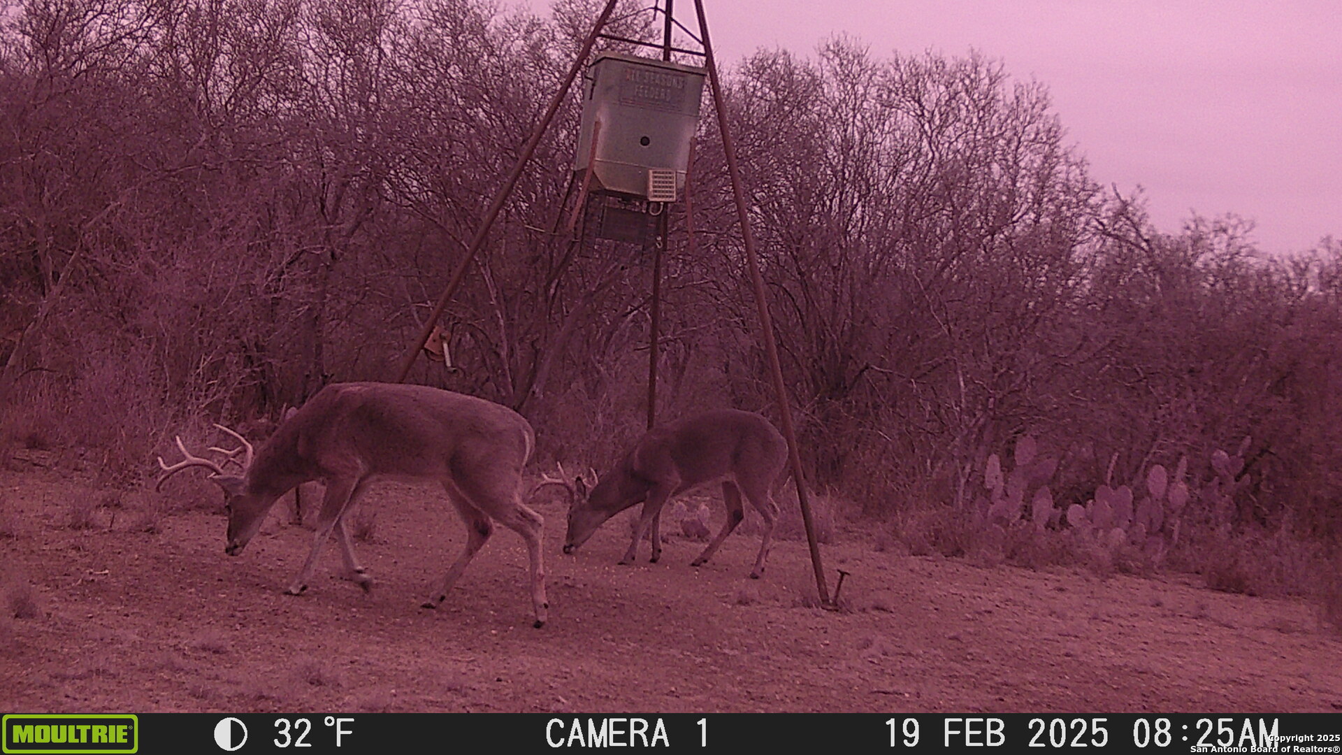 0 Los Alamos Road Cotulla, TX 78014 - Photo 14 of 41