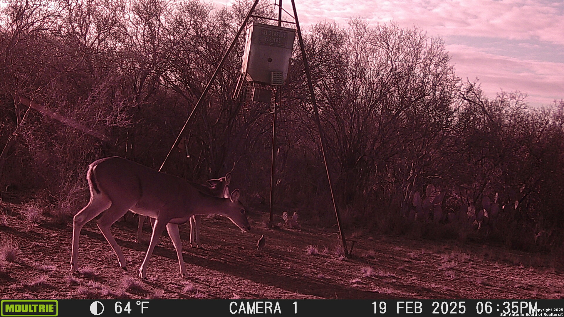 0 Los Alamos Road Cotulla, TX 78014 - Photo 15 of 41 a backyard of a house with table and chairs