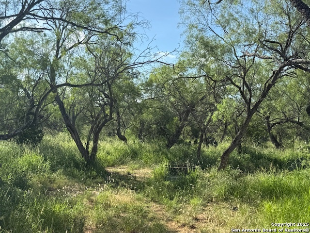 0 Los Alamos Road Cotulla, TX 78014 - Photo 23 of 41 a view of a lush green forest