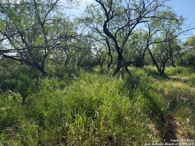 0 Los Alamos Road Cotulla, TX 78014 - Photo 25 of 41 a view of a forest