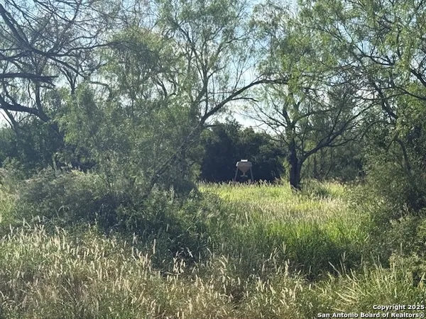 a view of a lush green space
