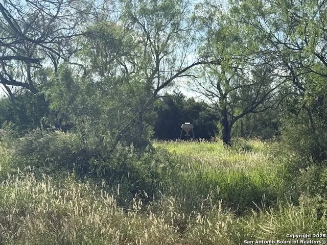 a view of a lush green space