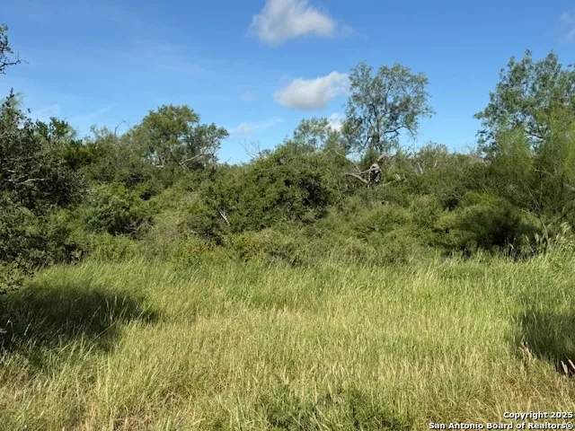 a view of a tree with a yard