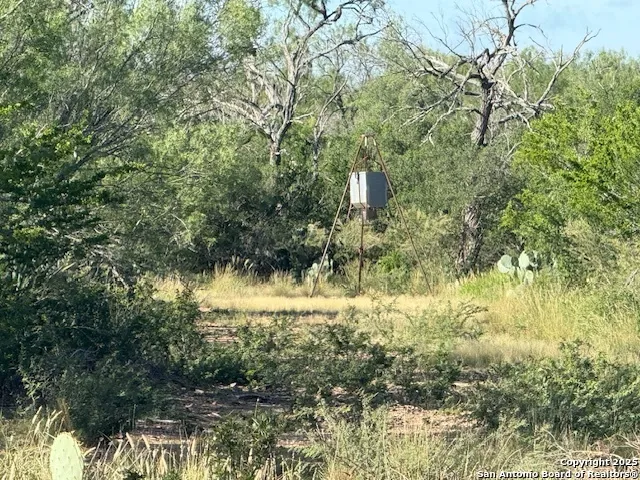 a view of a forest with a tree
