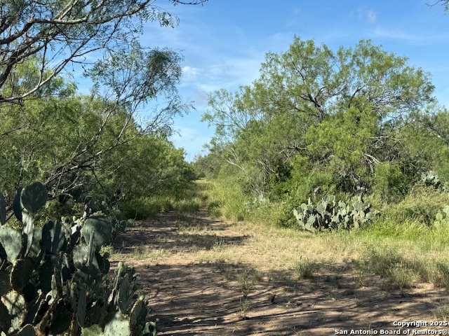 0 Los Alamos Road Cotulla, TX 78014 - Photo 31 of 41 a view of a tree with a yard
