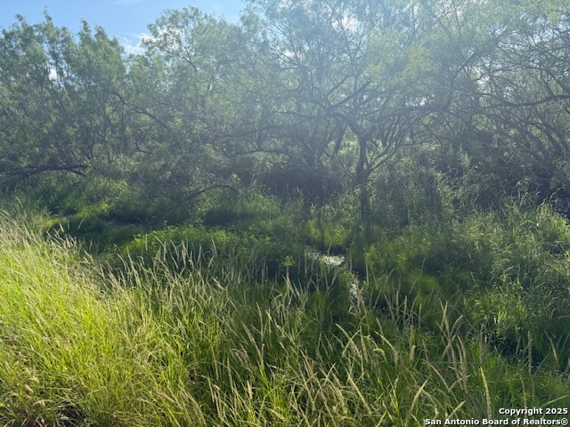 0 Los Alamos Road Cotulla, TX 78014 - Photo 32 of 41 a view of a forest with a tree