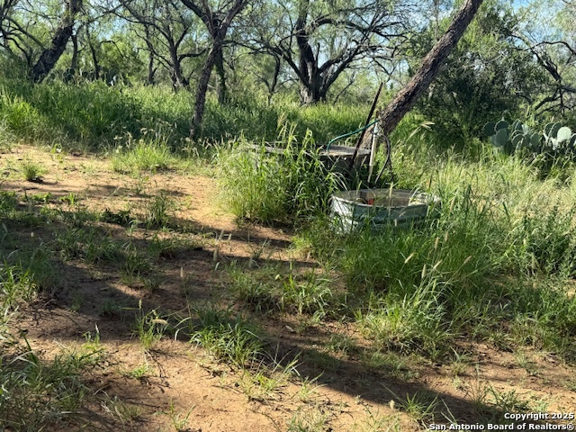 0 Los Alamos Road Cotulla, TX 78014 - Photo 36 of 41 a view of a yard with plants and large trees