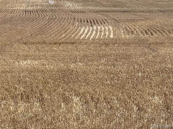 a close up of a plant