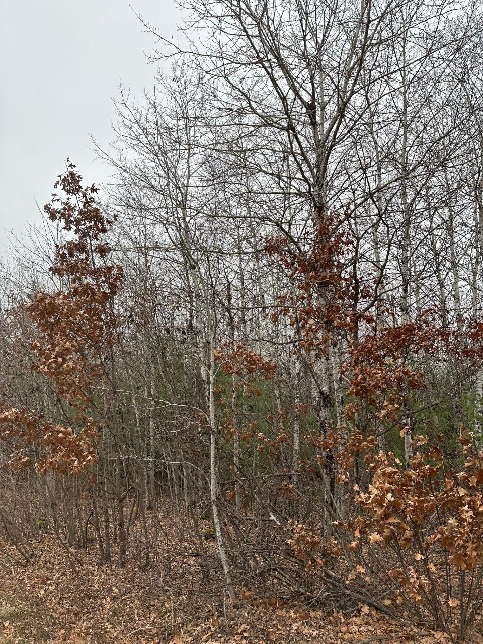 On Swamp Creek Road, Unit 40694 Tomahawk, WI 54487 - Photo 1 of 2 Gallery Image 1