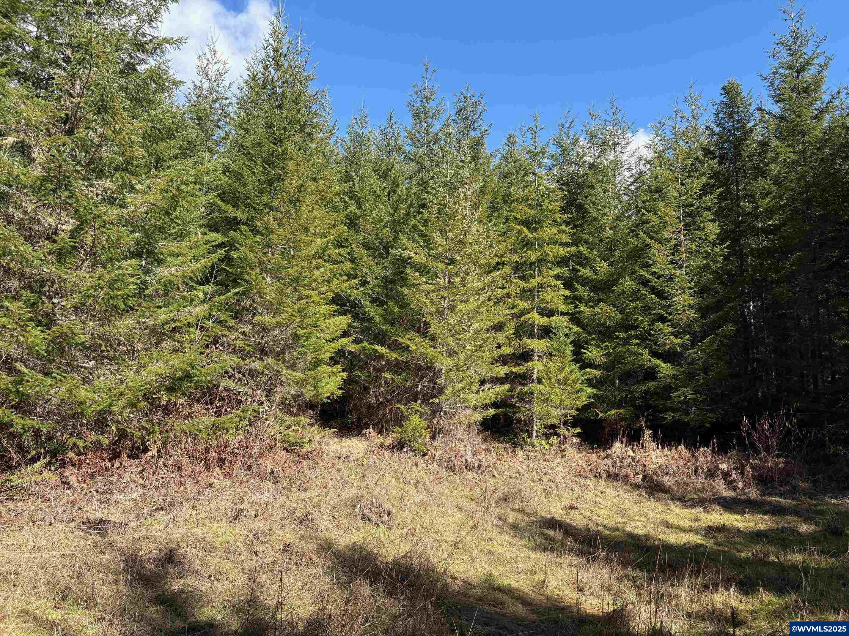 0 Boiler Creek Road Springfield, OR 97478 - Photo 23 of 26