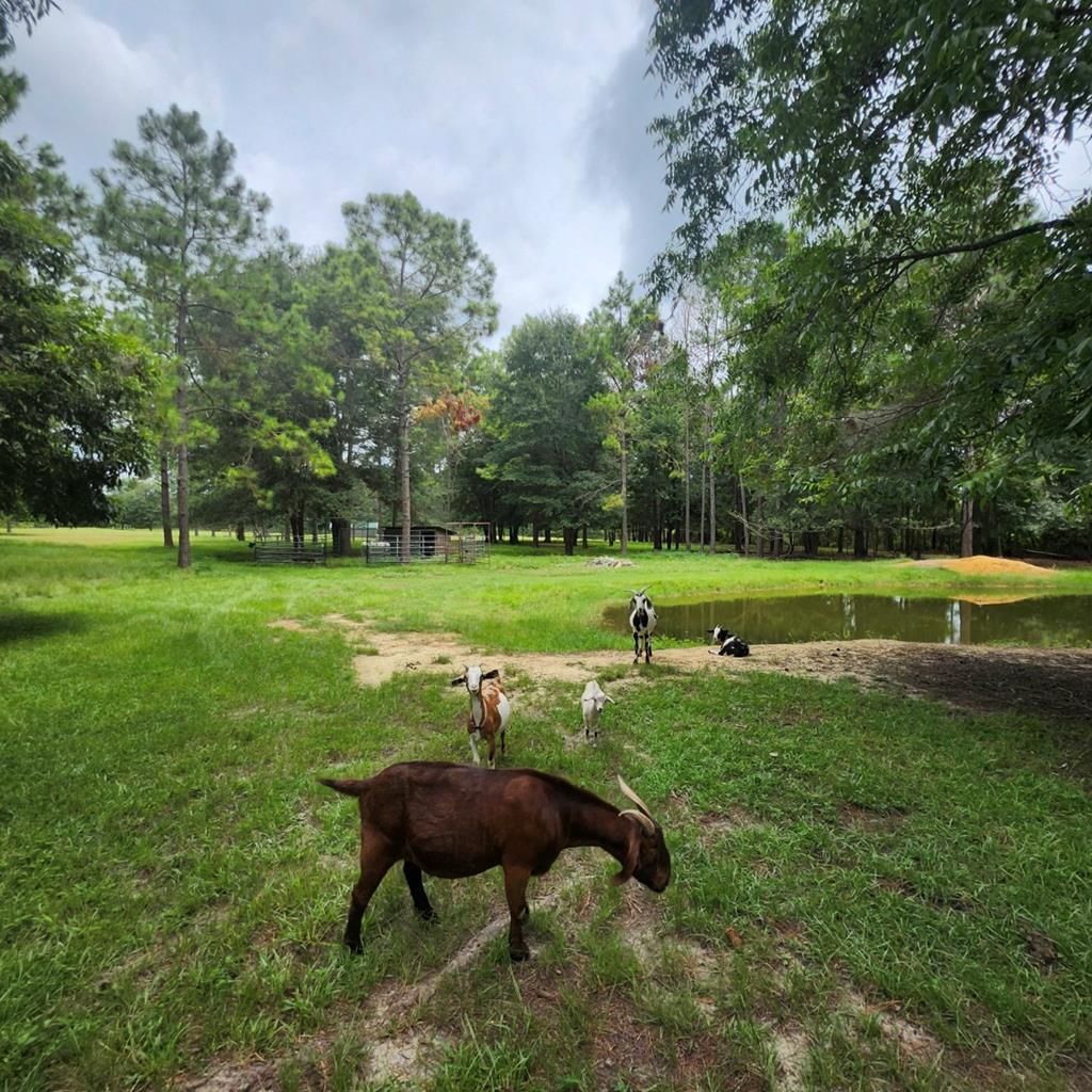 786 Blackberry Road Baconton, GA 31716 - Photo 42 of 67 Gallery Image 42