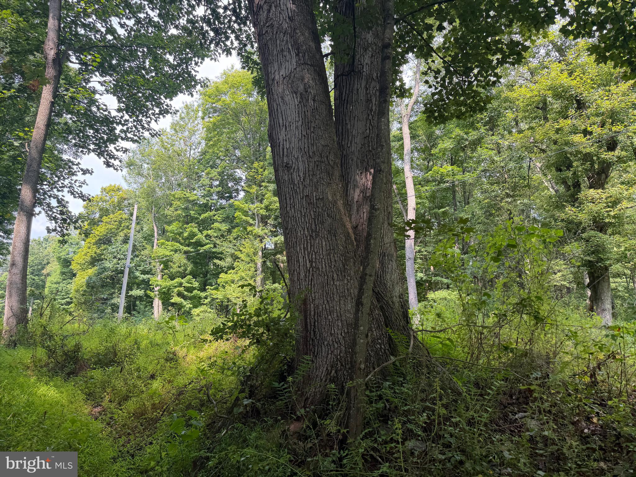 107-acres Schenck Road Wells Tannery, PA 16691 - Photo 25 of 73 Gallery Image 25