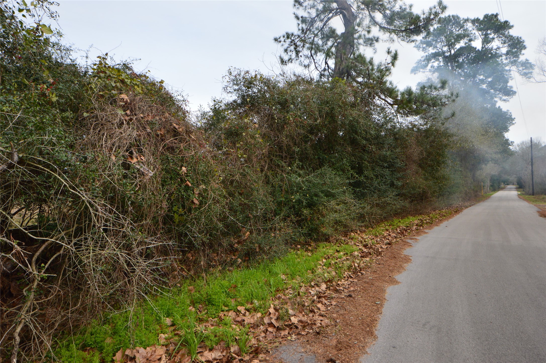 001 Wiggins Conroe, TX 77302 - Photo 5 of 6 a view of a yard with plants and a tree