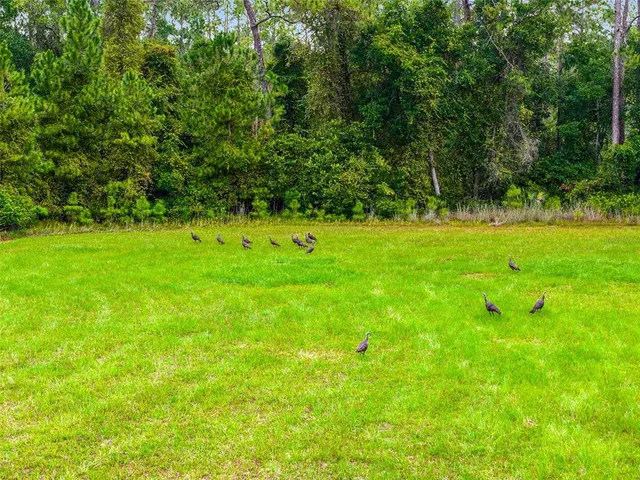 a view of a lush green space
