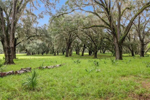 a huge green field with lots of trees