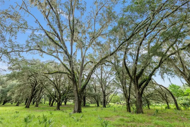 a view of backyard with large trees