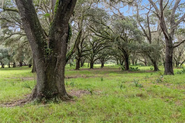 a view of backyard with tree