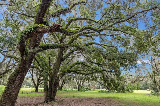 a view of a yard with large trees