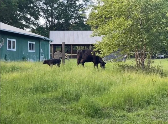 $750,000 | 8420 Cleckler Road, Palmetto, GA 30268