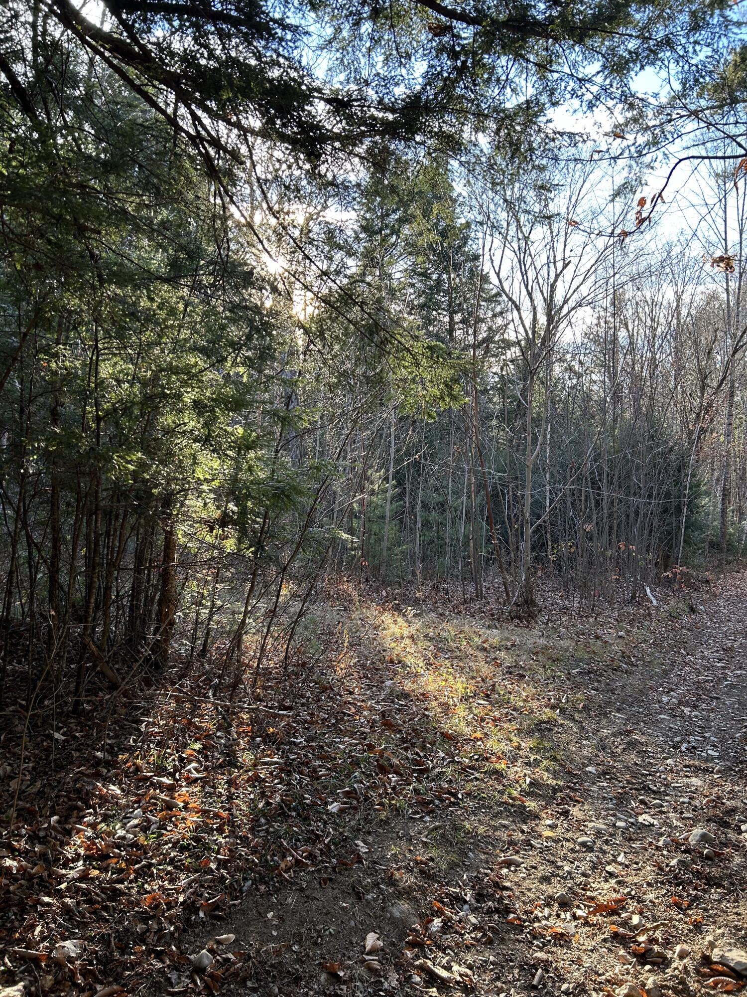 Lot 016-01 Albion Road Unity, ME 04988 - Photo 11 of 16 IMG_8494