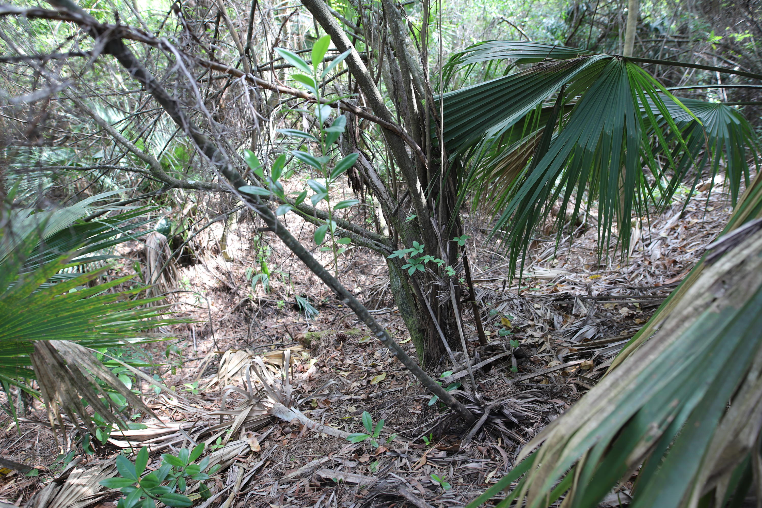 Tbd Sandy Run Road Jupiter, FL 33478 - Photo 12 of 26 interior