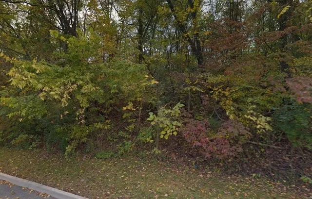 a view of a forest with a tree