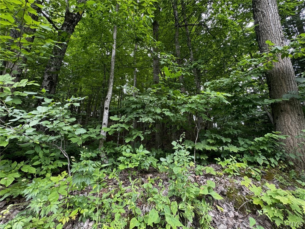 0 Old State Road Carthage, NY 13619 - Photo 5 of 6