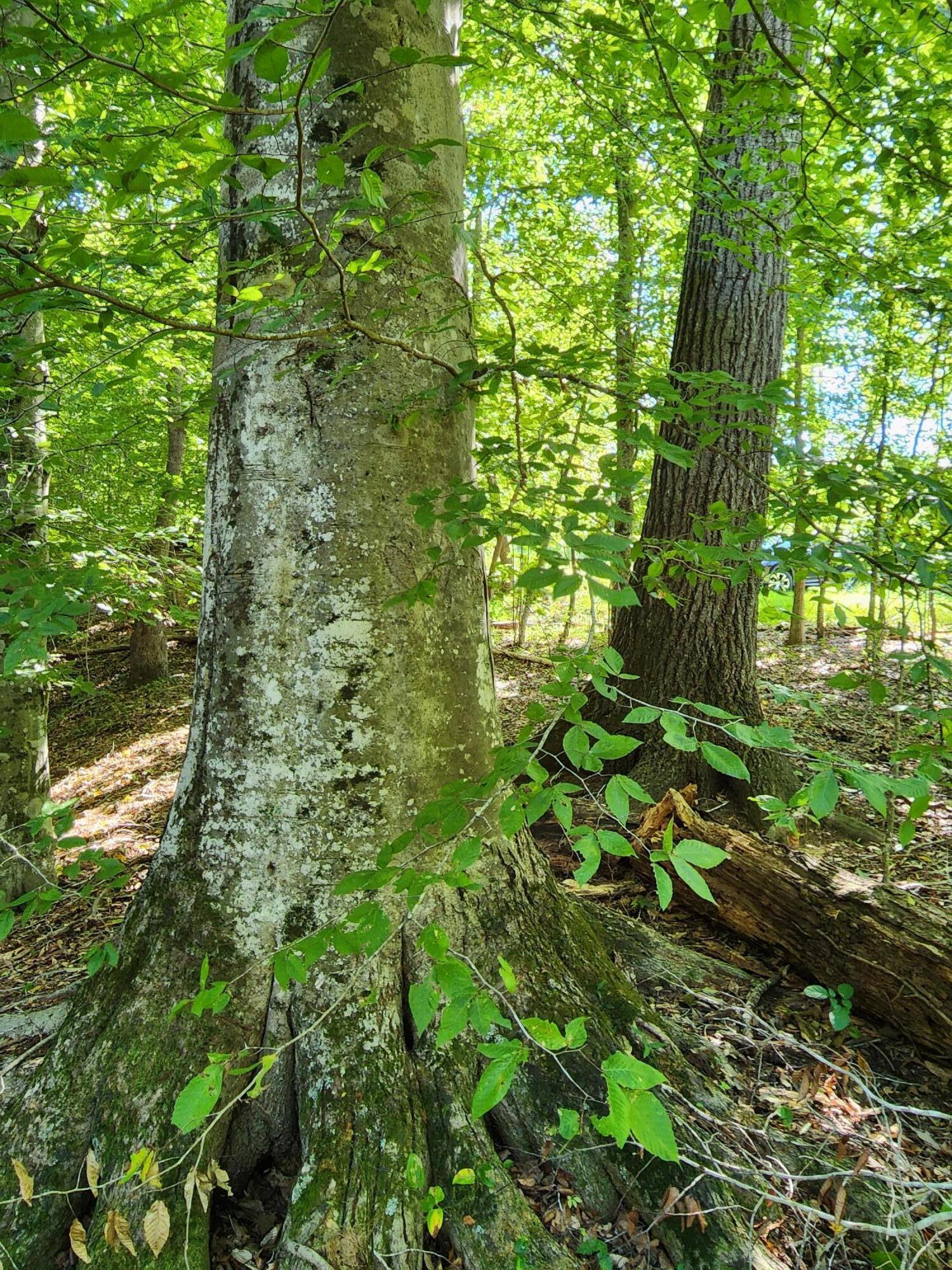2101 Kay Fork Road Penhook, VA 24137 - Photo 31 of 39 20220922_152607