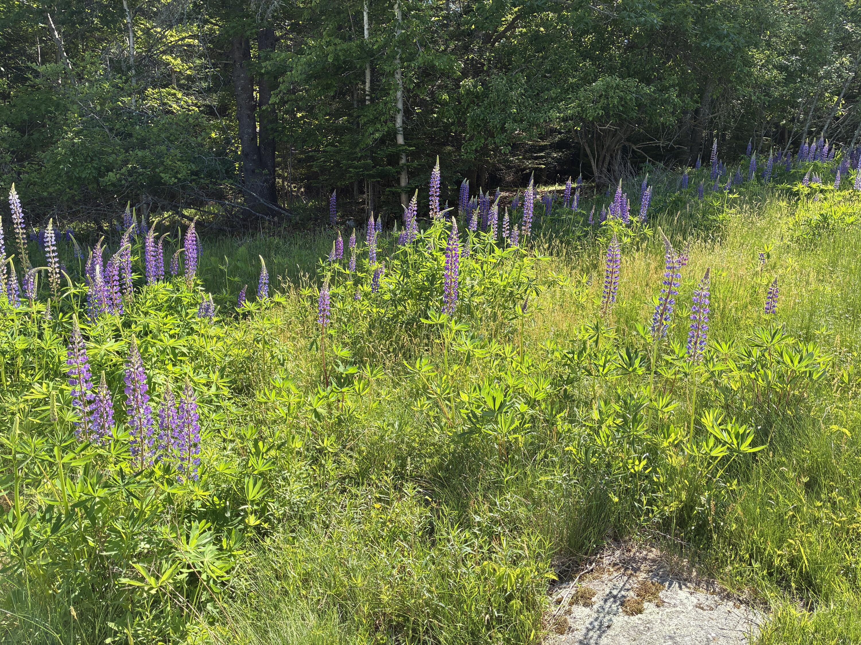 707 Newbury Neck Road Surry, ME 04684 - Photo 29 of 40 Lupine just opening now.
