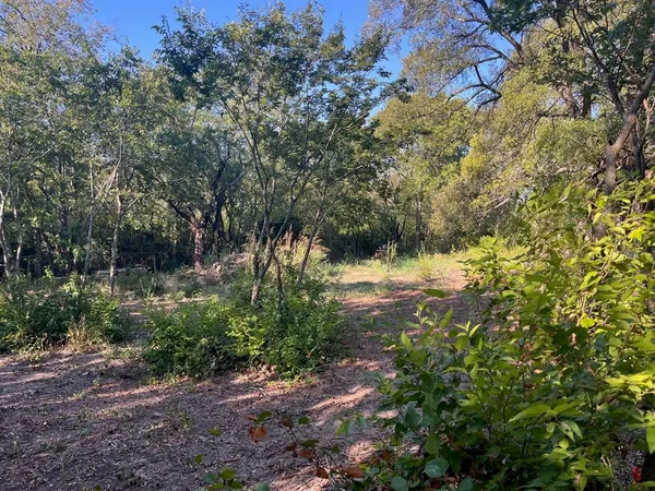 a view of a yard with plants and large trees
