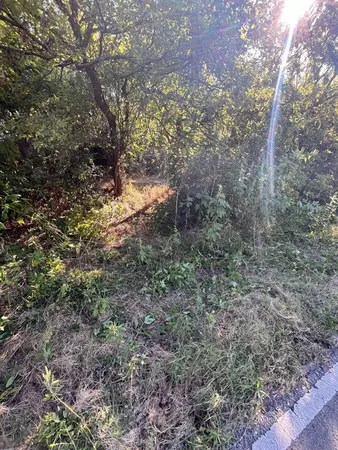a view of a forest with trees