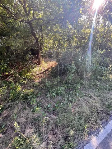 a view of a forest with trees