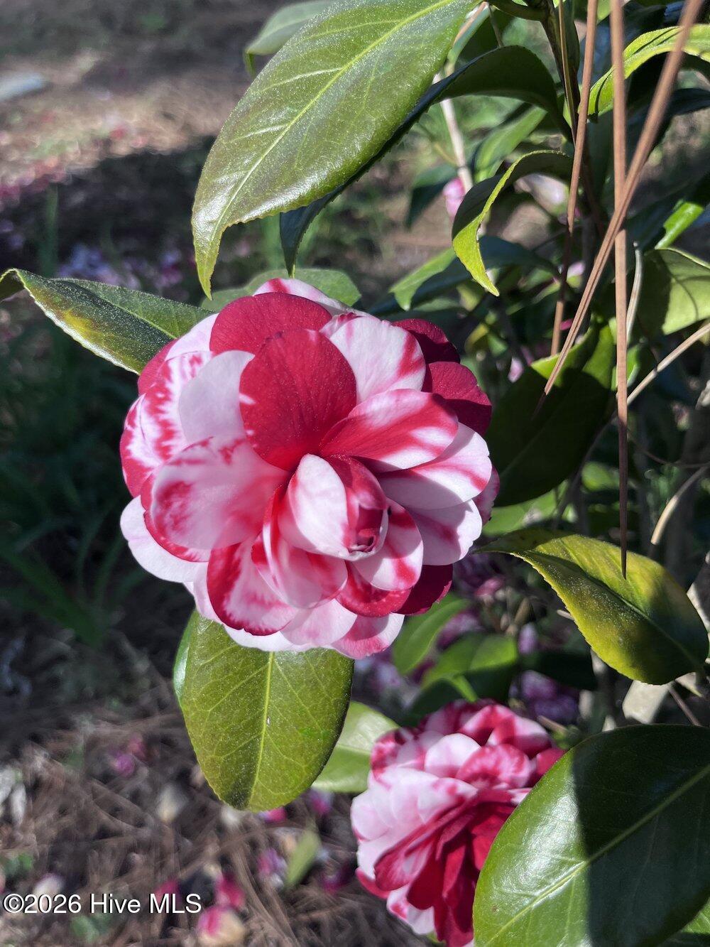 521 Baytree Road Wilmington, NC 28409 - Photo 59 of 96 Gallery Image 59
