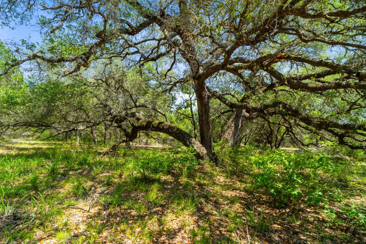 1019 Deer Field Court Weimar, TX 78962 - Photo 39 of 50 a view of tree