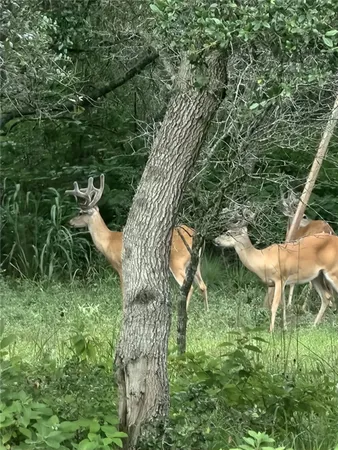 a view of outdoor space and yard