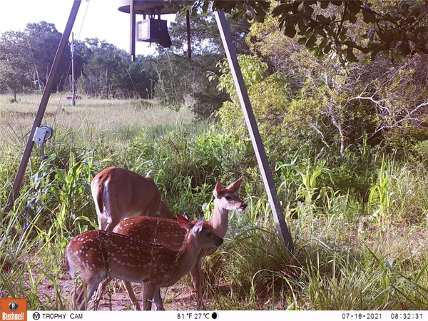 a view of a yard with trees in the background